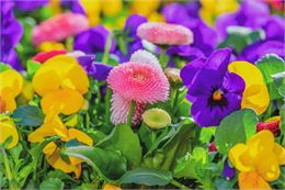 Marché aux fleurs et plantons - Pixabay