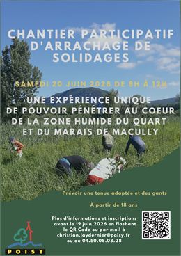 Chantier participatif d'arrachage de solidages à la zone humide du Quart et au marais de Macully_Poi