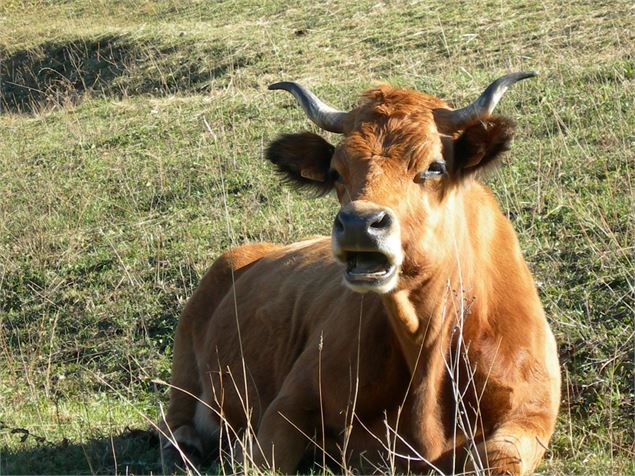 Vache tarine - D. Dereani - Fondation Facim