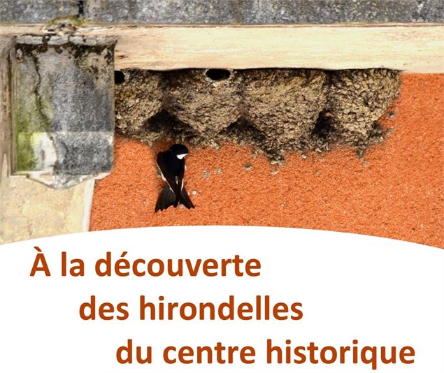 À la découverte des hirondelles du centre historique de Montmélian_Montmélian - service patrimoine-m