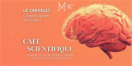 Café Scientifique: Le Cervelet, ce petit géant de l'esprit - DR