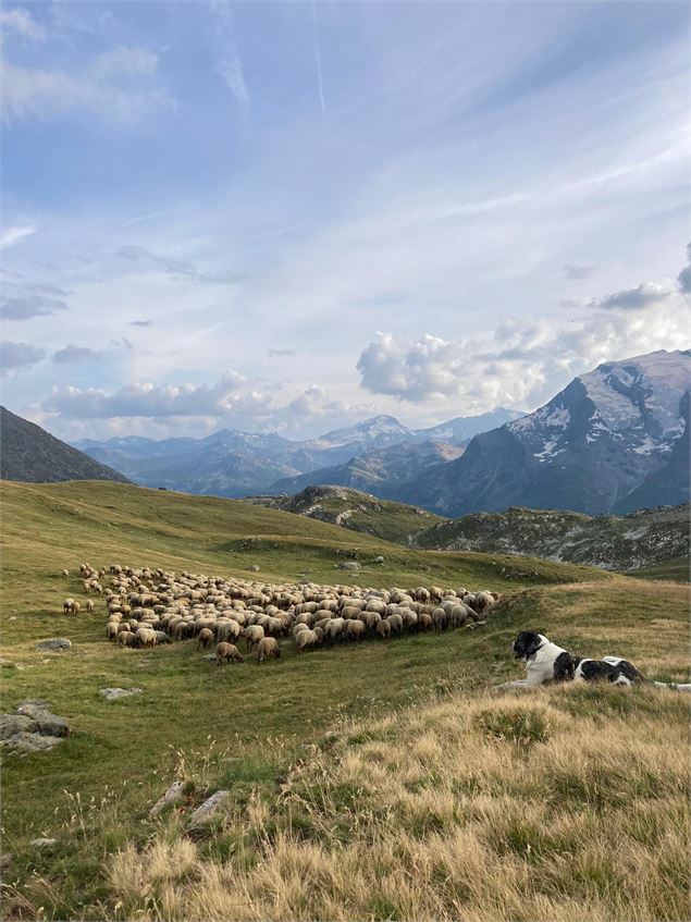 Rencontre avec les bergers_Sainte-Foy-Tarentaise