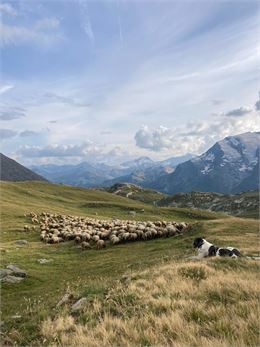 Rencontre avec les bergers_Sainte-Foy-Tarentaise