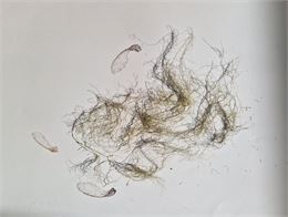 Carnets d'Eve - Eve Pietruschi