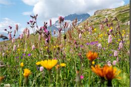 Prairie fleurie - PNV - PNV