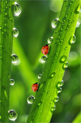 Le monde animal - Adobe Stock