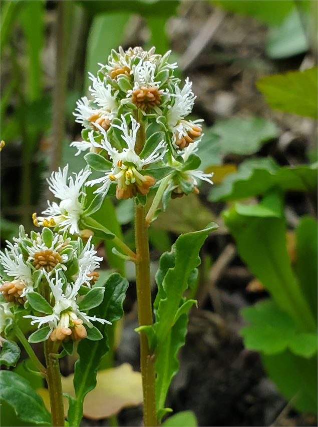 Sortie apprendre à reconnaitre les plantes autour de Moûtiers_Moûtiers - Association Nature en Taren