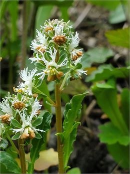 Sortie apprendre à reconnaitre les plantes autour de Moûtiers_Moûtiers - Association Nature en Taren