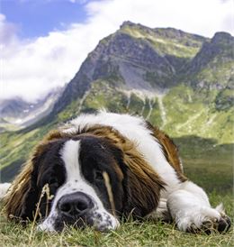 saint bernard - La Rosière Tourisme