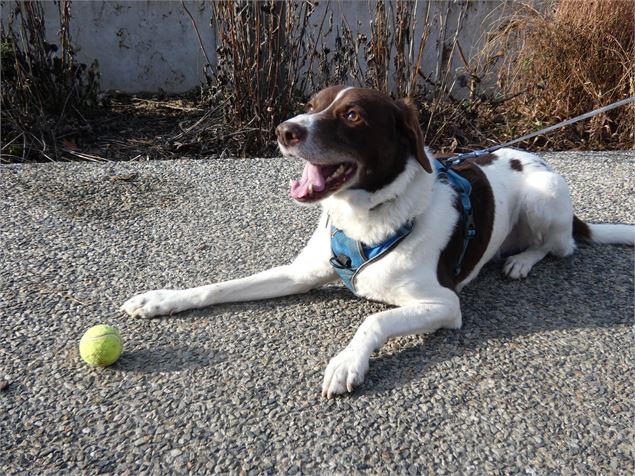 photo d'un chien - epsm74