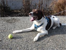 photo d'un chien - epsm74
