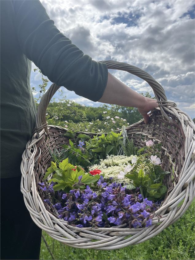 Découvrez les plantes sauvages du moment - TERRE DE REVES