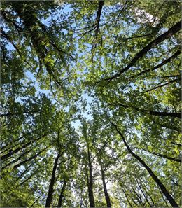 Table ronde - Et si la nature était l’un de nos meilleurs alliés santé ? - Gianluca Buonaiuto