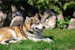 Atelier de médiation animale_Aime-la-Plagne - Image de pvproductions sur Magnific