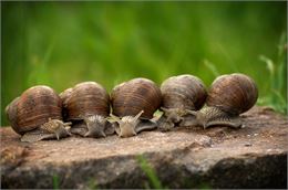 Visite de l'escargotière d'Arno - Deransy Arnaud