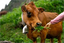 Vaches Tarines - Elisabeth Gayard