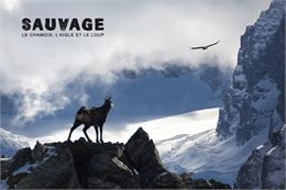 Les films Lapied : "SAUVAGE, le chamois, l'aigle et le loup"