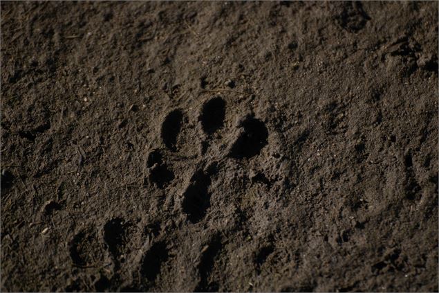 empreinte d'animal dans le sable - image libre de droit