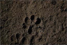 empreinte d'animal dans le sable - image libre de droit