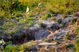 Marmotte - Les Gets Tourisme