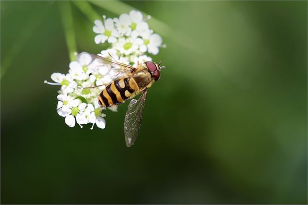 syrphe posé sur une fleur - image libre de droit