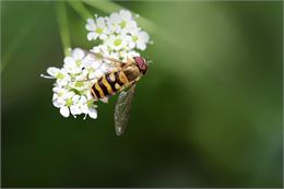syrphe posé sur une fleur - image libre de droit