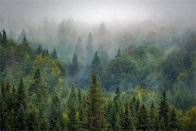 forêt avec du brouillard - image libre de droit