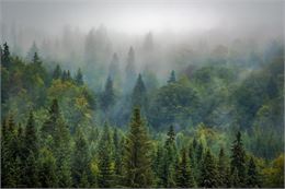 forêt avec du brouillard - image libre de droit