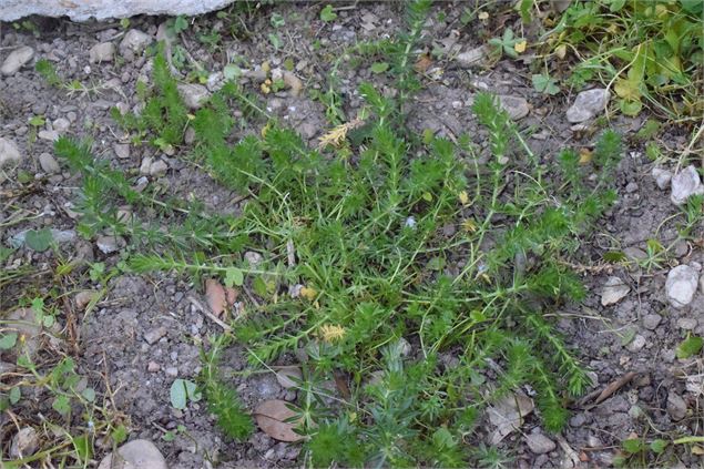 Exposé participatif : L'hydrogène : le bleu, à l'échelle locale, une carte majeure contre le réchauf