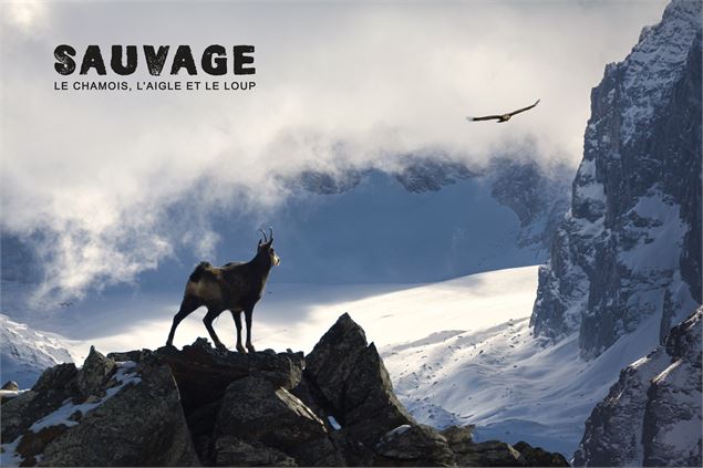 Affiche du film : Sauvage le Chamois, l’Aigle et le Loup - ©lapiedfilm