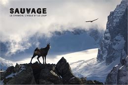 Affiche du film : Sauvage le Chamois, l’Aigle et le Loup - ©lapiedfilm