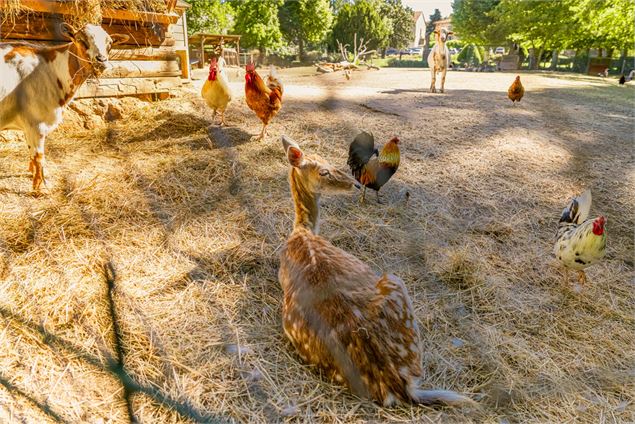 Nourrissage des animaux_Thoissey - Quentin TOURNIER