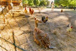 Nourrissage des animaux_Thoissey - Quentin TOURNIER