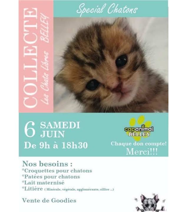 Collecte de nourriture et objets pour chatons_Belley - Chats Errants du Bugey Sud