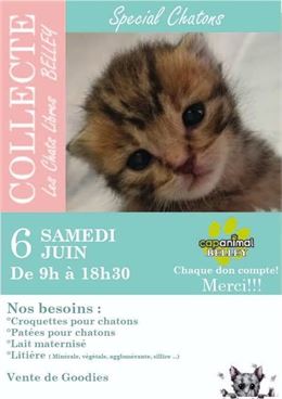 Collecte de nourriture et objets pour chatons_Belley - Chats Errants du Bugey Sud