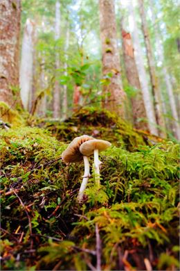 À la découverte des champignons_Aillon-le-Jeune - magnific