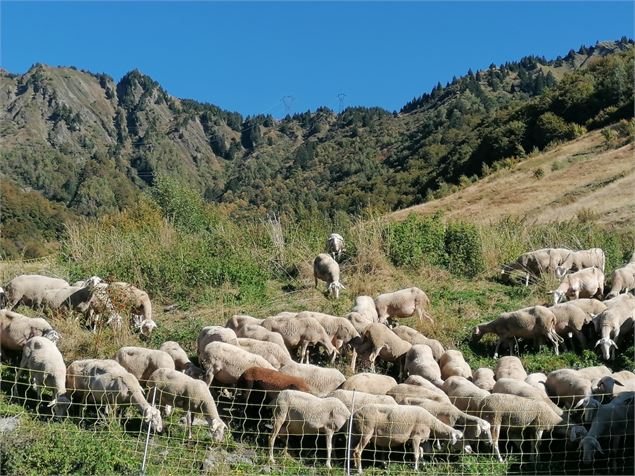 Traite des brebis - OT Porte de Maurienne