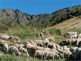 Traite des brebis - OT Porte de Maurienne