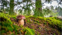 À la découverte des champignons