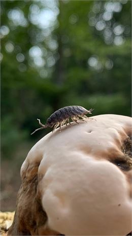 cloporte sur un champignon - image libre de droit
