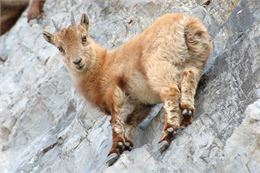 Jeune bouquetin sur une falaise - Thierry Dacko