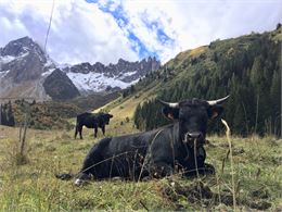Hérens sous les Aiguilles de la Pennaz - réserve naturelle des Contamines Montjoie - Caroline Géhant