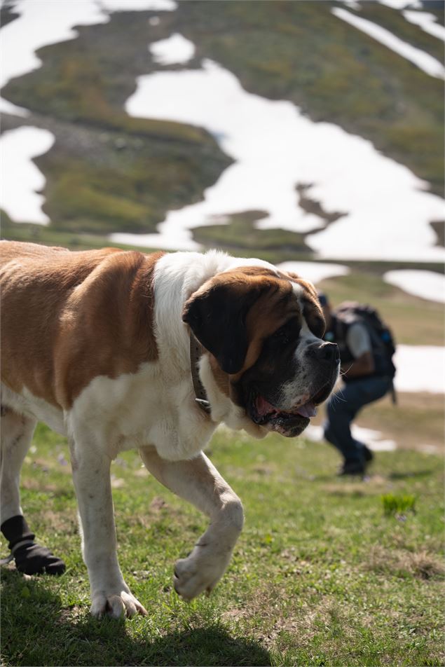 Balade avec les Saint-Bernard du Petit Saint-Bernard_La Rosière - Montvalezan