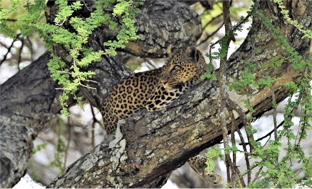 Leopard de Tanzanie - Michel Turk