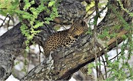 Leopard de Tanzanie - Michel Turk