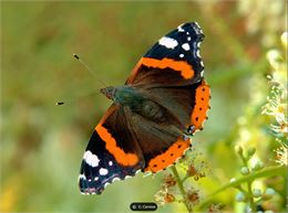 papillon