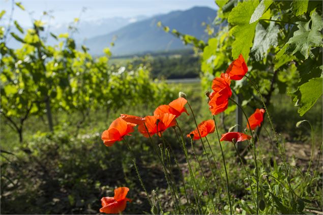 A la Rencontre du Vigneron et de son Terroir