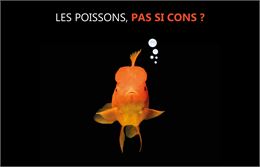Un poisson clown - Service culture - Ville de Thonon