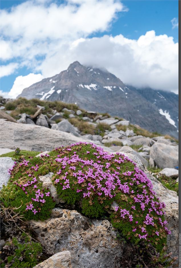 En montagne, chacun sa combine ! - Joris Bouchard - PNV