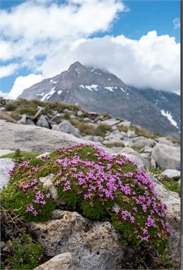 En montagne, chacun sa combine ! - Joris Bouchard - PNV